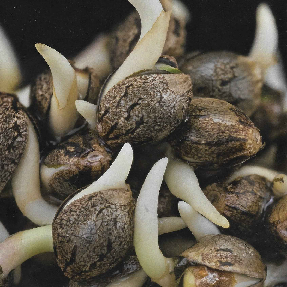 Ausführliche Einführung in feminisierte Cannabis-Samen - Seedcity.de