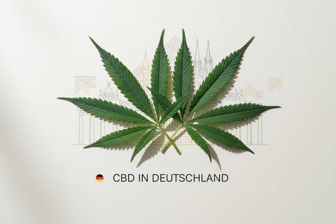 CBD in Deutschland 2026 - Seedcity.de
