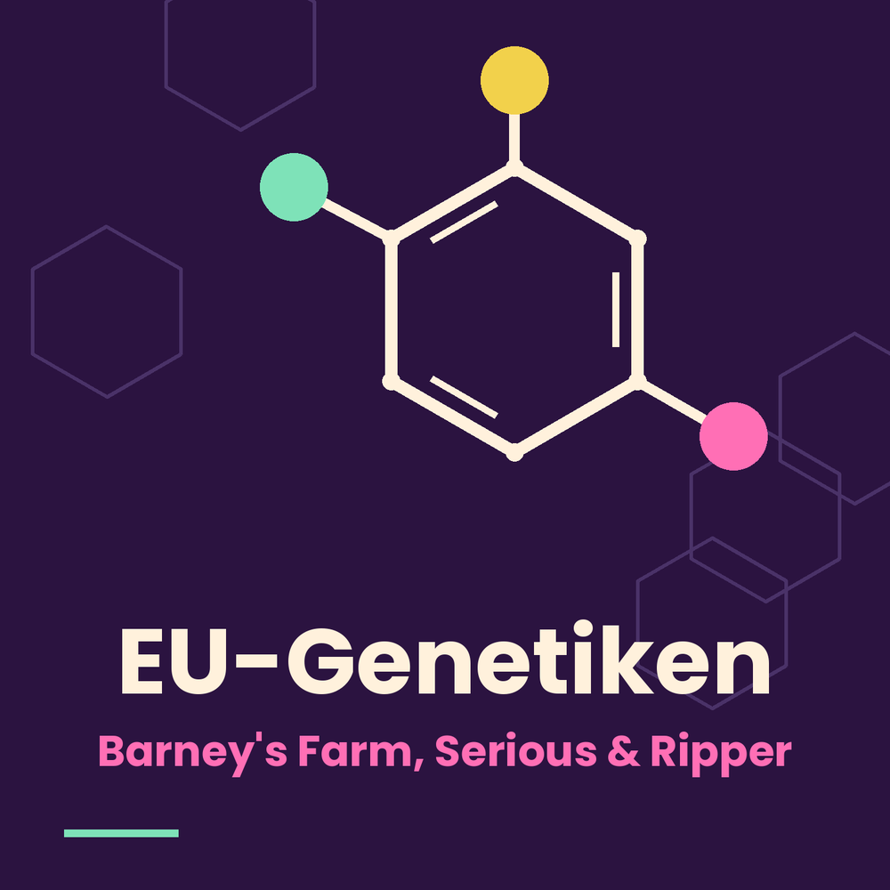 Europäische Cannabis-Genetik: Die neuen Zugpferde des Kontinents