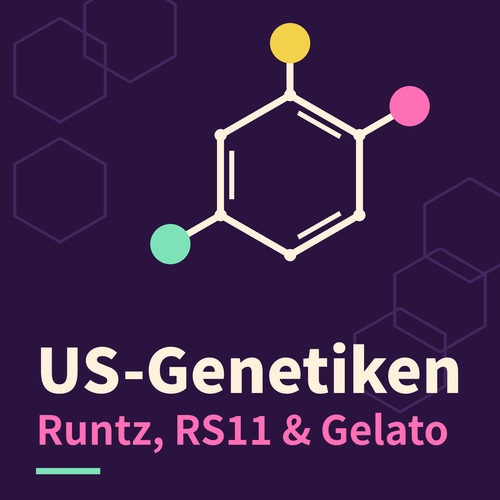 US-Genetiken: Wie Runtz, RS11 und Gelato den Cannabismarkt umkrempeln