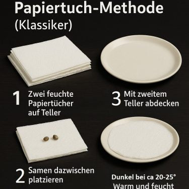 Hanfsamen richtig keimen - Seedcity.de