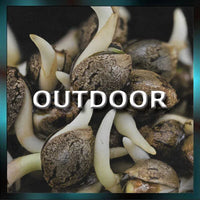 Outdoor Cannabis Seeds kaufen – Robuste Sorten für den Anbau im Freien