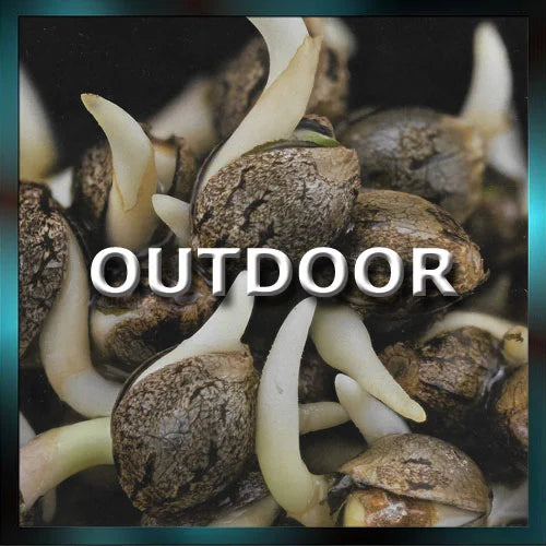 Outdoor Cannabis Seeds kaufen – Robuste Sorten für den Anbau im Freien