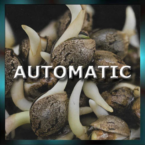 Automatic Seeds