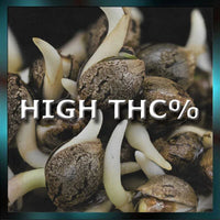 High THC Cannabis Samen kaufen