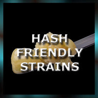 Hash Friendly Seeds | Cannabis Samen für die Harzgewinnung