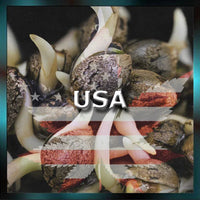 USA Genetics Cannabis Samen | US Genetics Seeds
