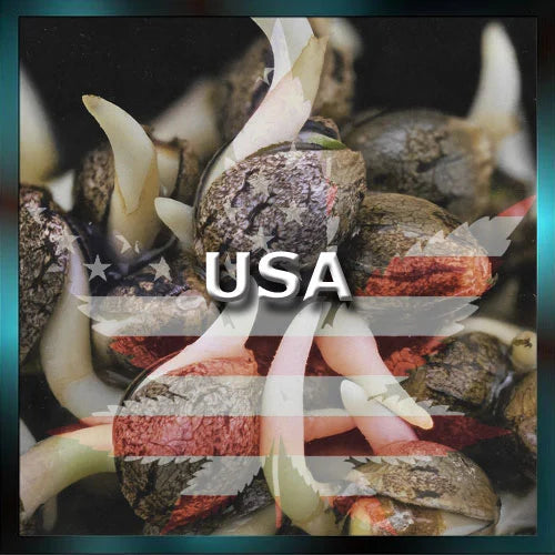 USA Genetics Cannabis Samen | US Genetics Seeds
