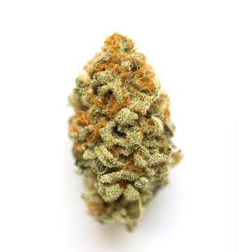 Seedcity Genetics - LEMON TSUNAMI CBD - feminized