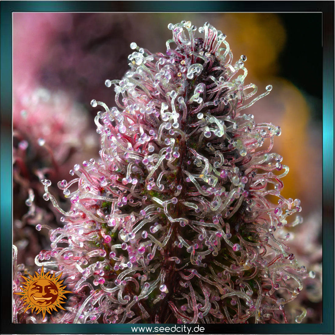 Barneys Farm - CHERRY POPPERS - feminized