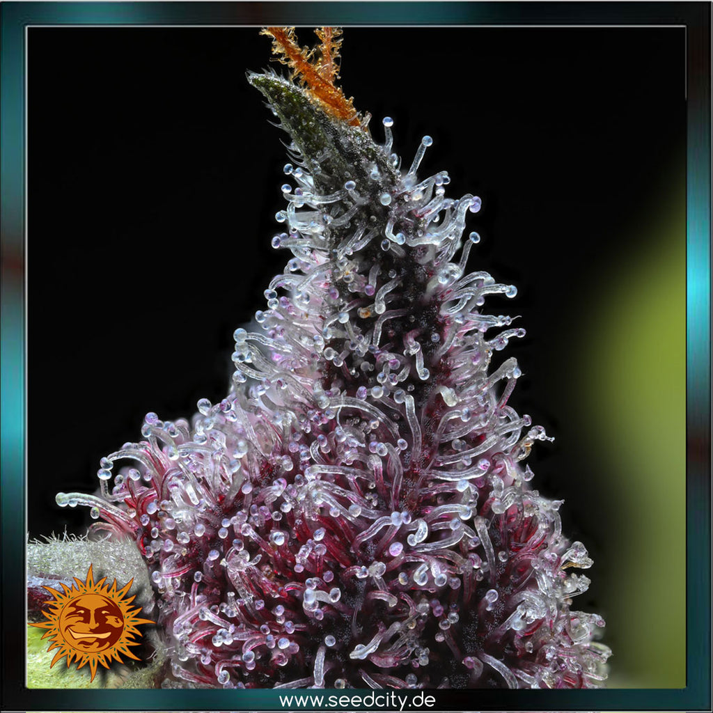 Barneys Farm - CHERRY POPPERS - feminized