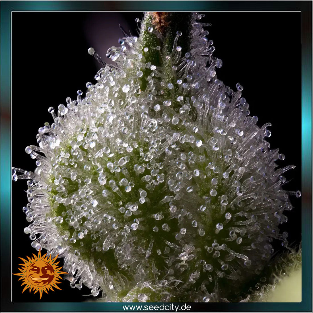Barneys Farm - MENDO BREATH - feminized