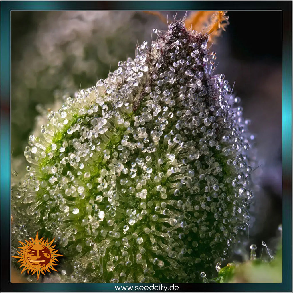 Barneys Farm - RAINBOW SHERBET - feminized