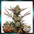 Fastbuds - APPLE STRUDEL AUTO™ - Automatic