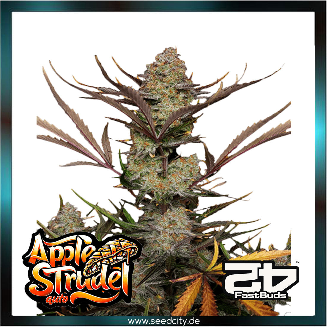 Fastbuds - APPLE STRUDEL AUTO™ - Automatic