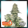 Fastbuds - WEDDING CHEESECAKE FF - Fast Flowering