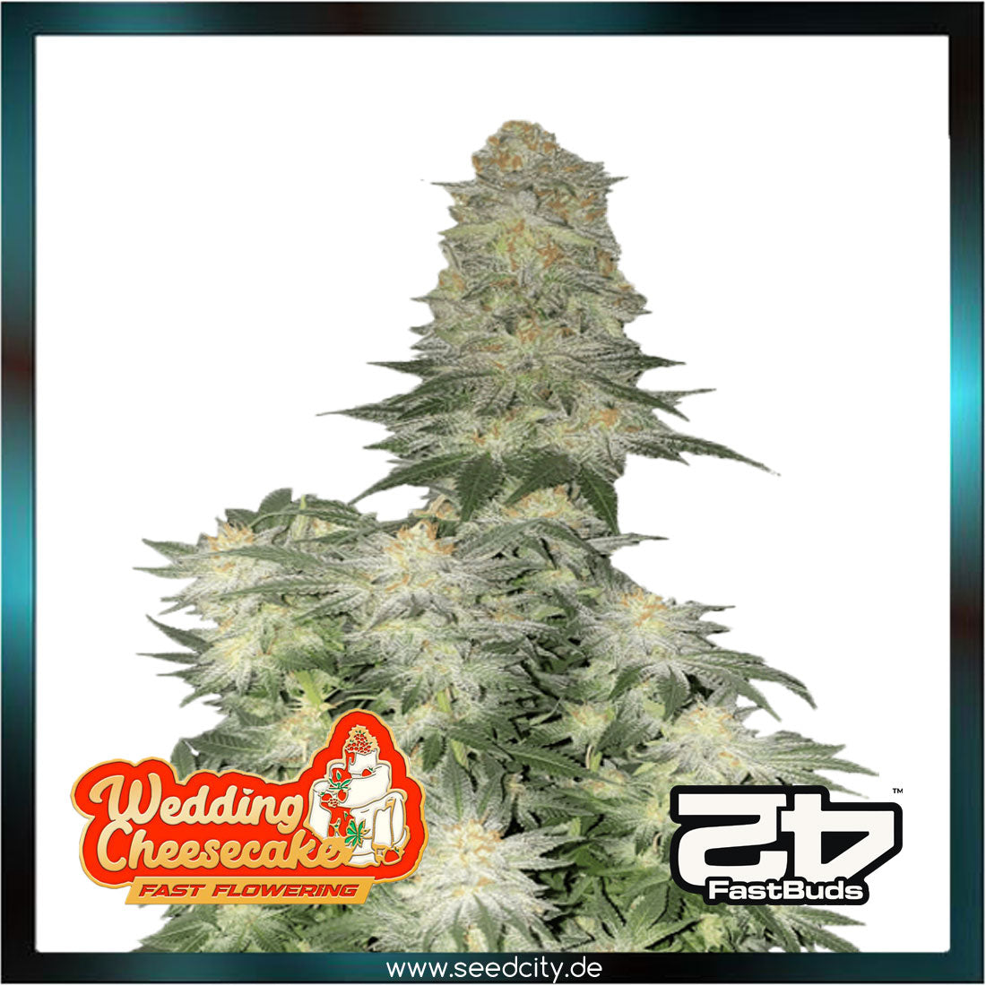 Fastbuds - WEDDING CHEESECAKE FF - Fast Flowering