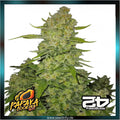 Fastbuds - PAPAYA COOKIES AUTO™ - Automatic