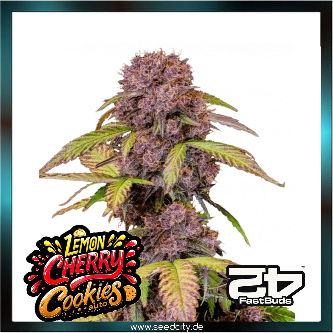 Fastbuds - LEMON CHERRY COOKIES AUTO™ - Automatic