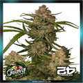 Fastbuds - GUAVA AUTO - Automatic