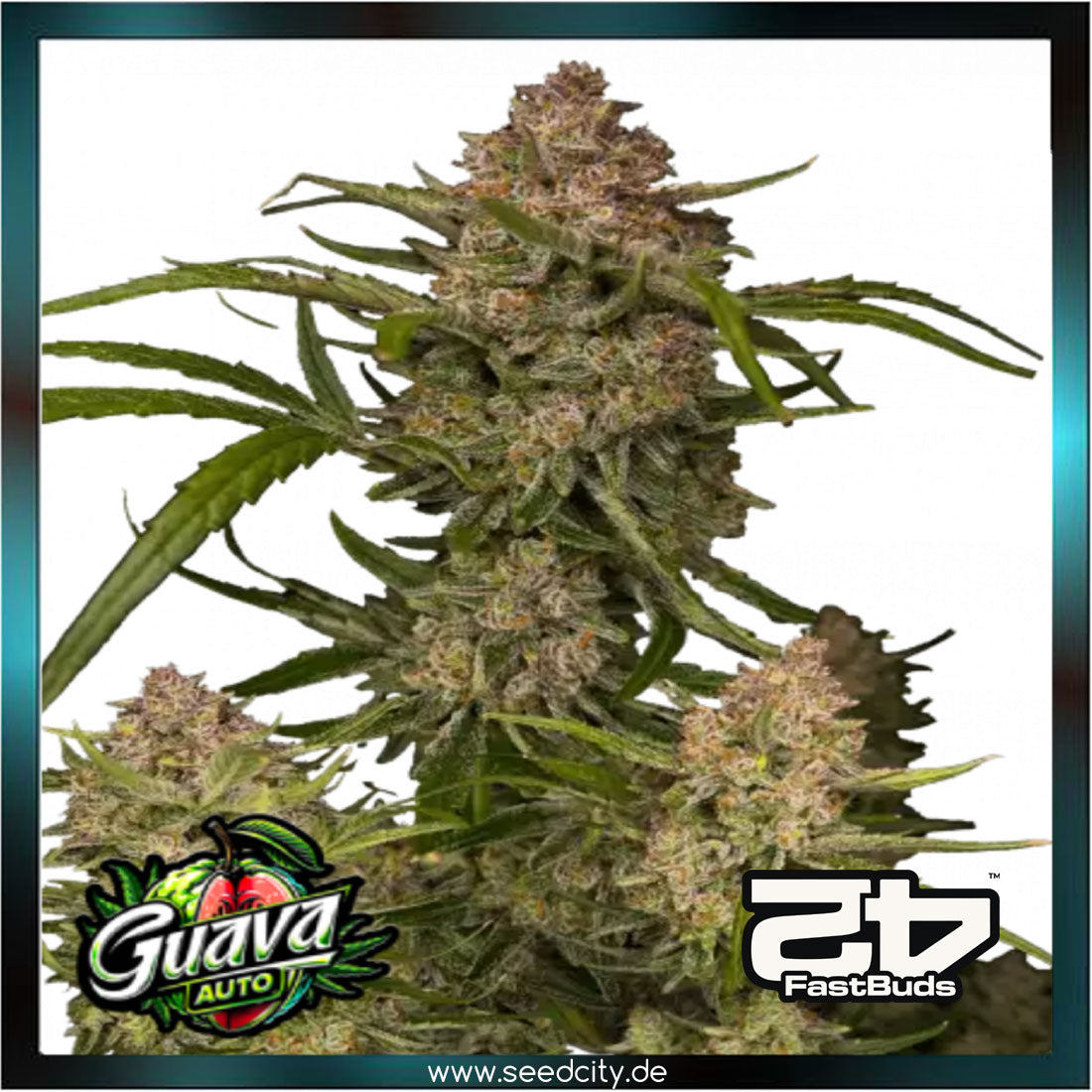 Fastbuds - GUAVA AUTO - Automatic