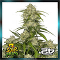 Fastbuds - SOUR JEALOUSY AUTO™ - Automatic