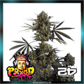 Fastbuds - POUND CAKE AUTO™ - Automatic