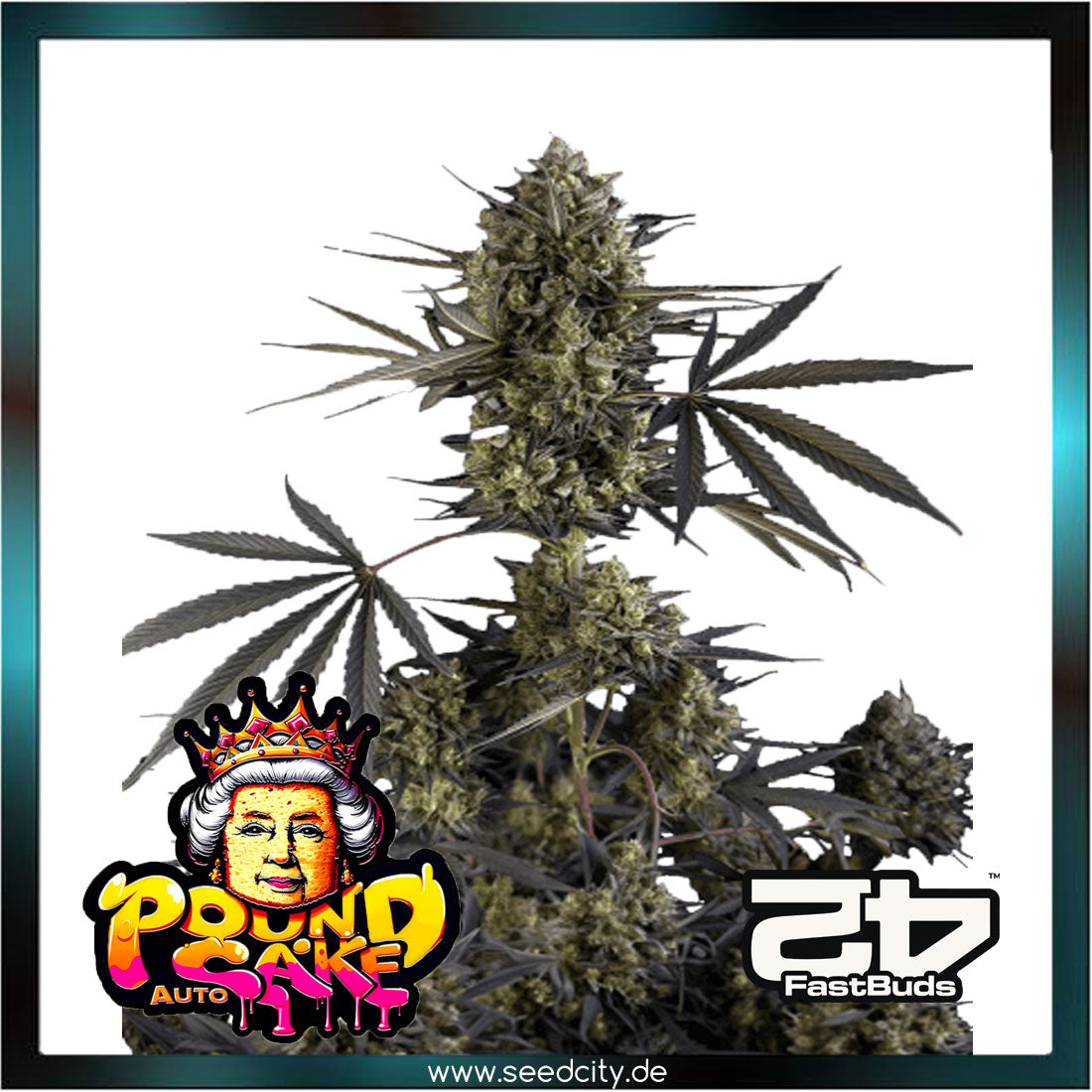 Fastbuds - POUND CAKE AUTO™ - Automatic