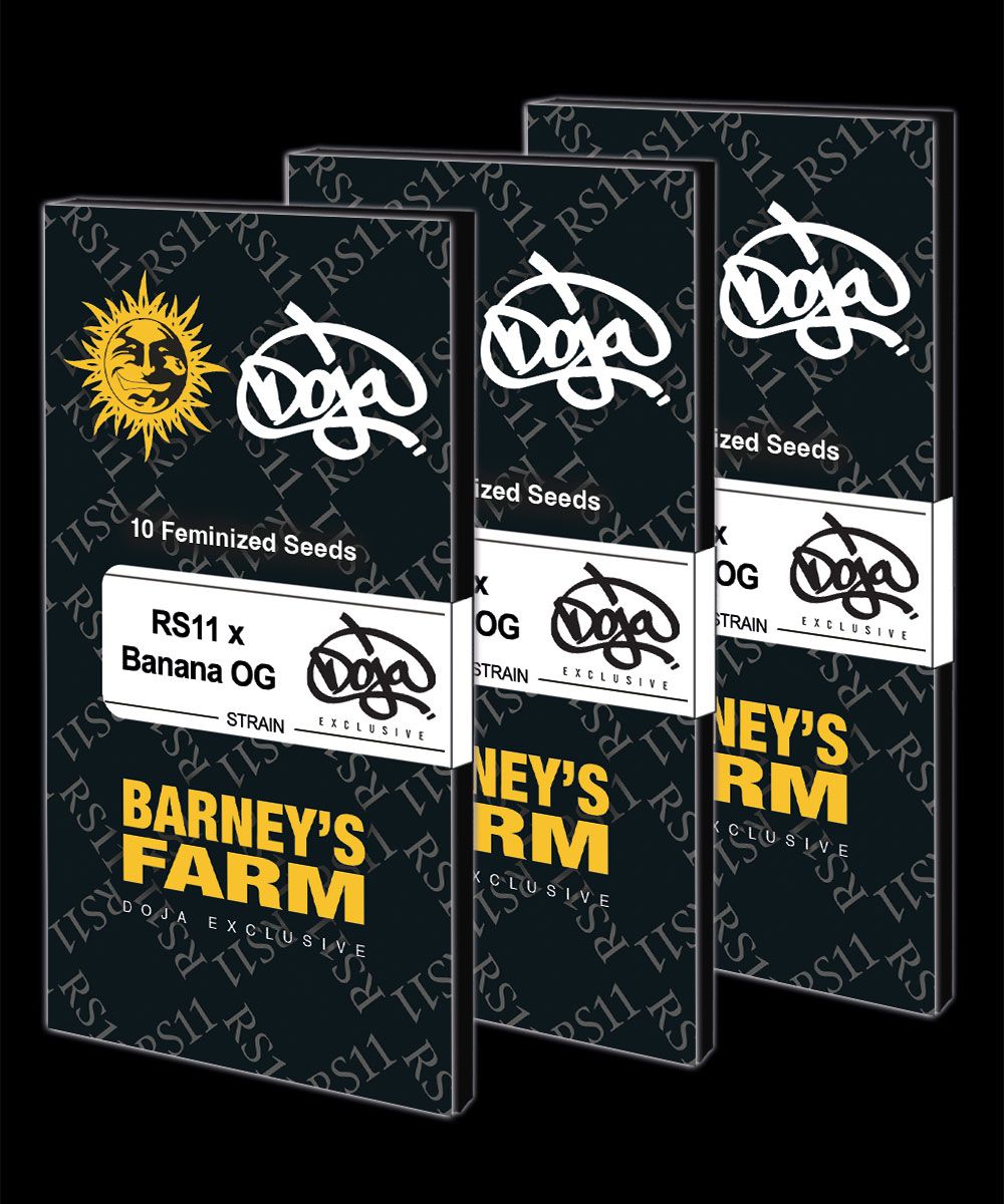 Barneys Farm x Doja Exclusive - RS11 x Banana OG - feminized