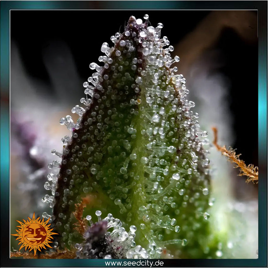Barneys Farm - ZOAP - feminized
