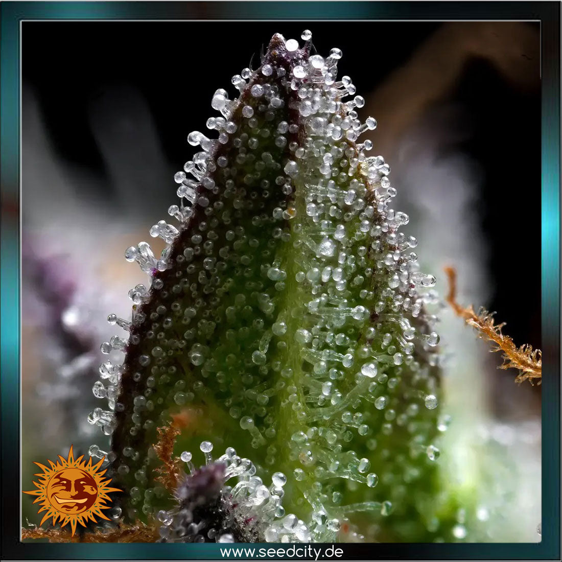Barneys Farm - ZOAP - feminized