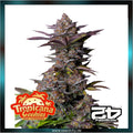 Fastbuds - TROPICANA COOKIES FF - Fast Flowering