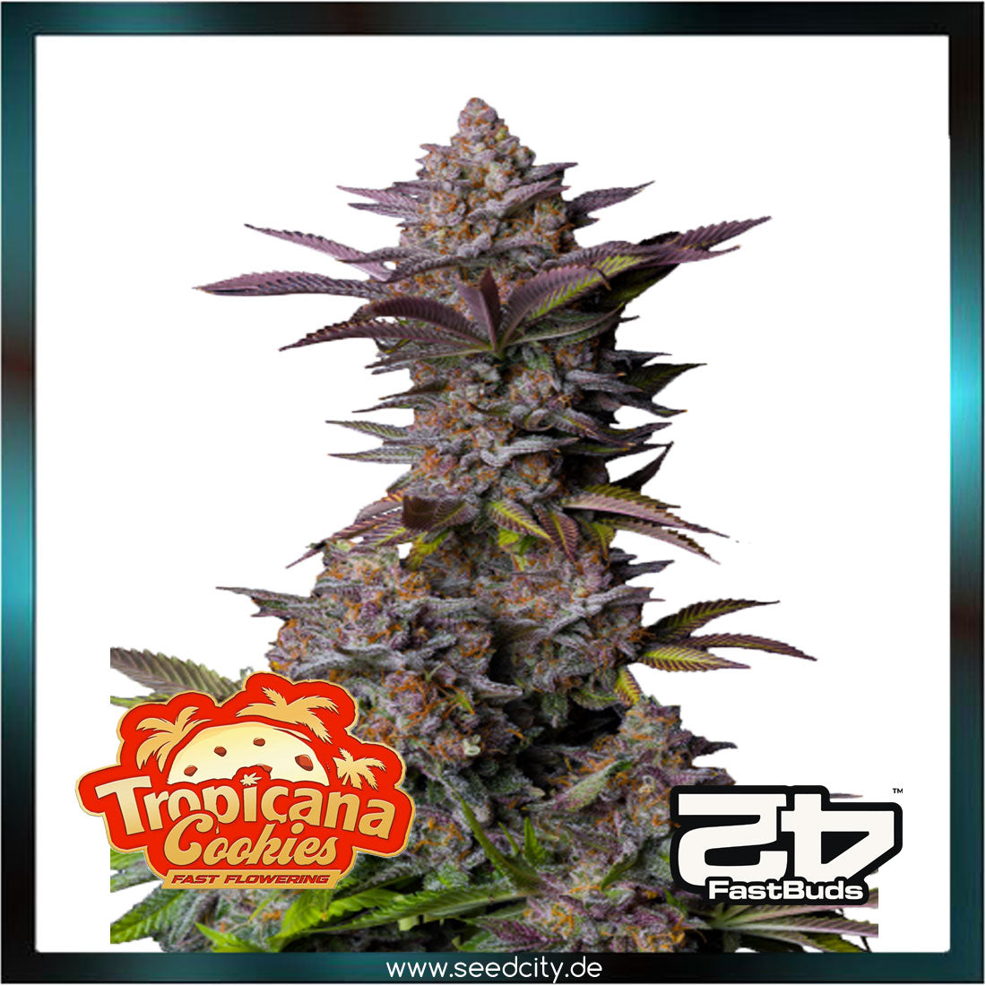 Fastbuds - TROPICANA COOKIES FF - Fast Flowering