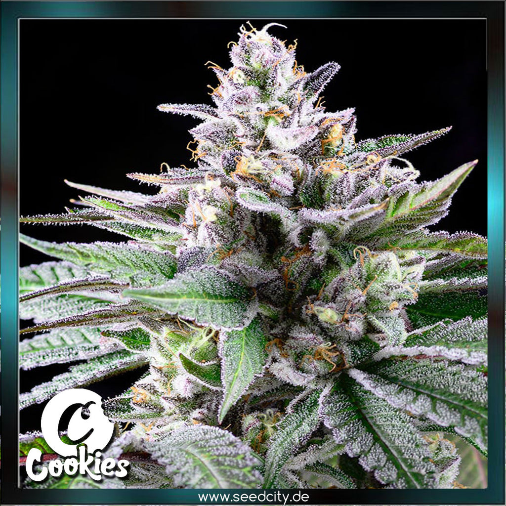 Cookies - SUNSETZ - feminized