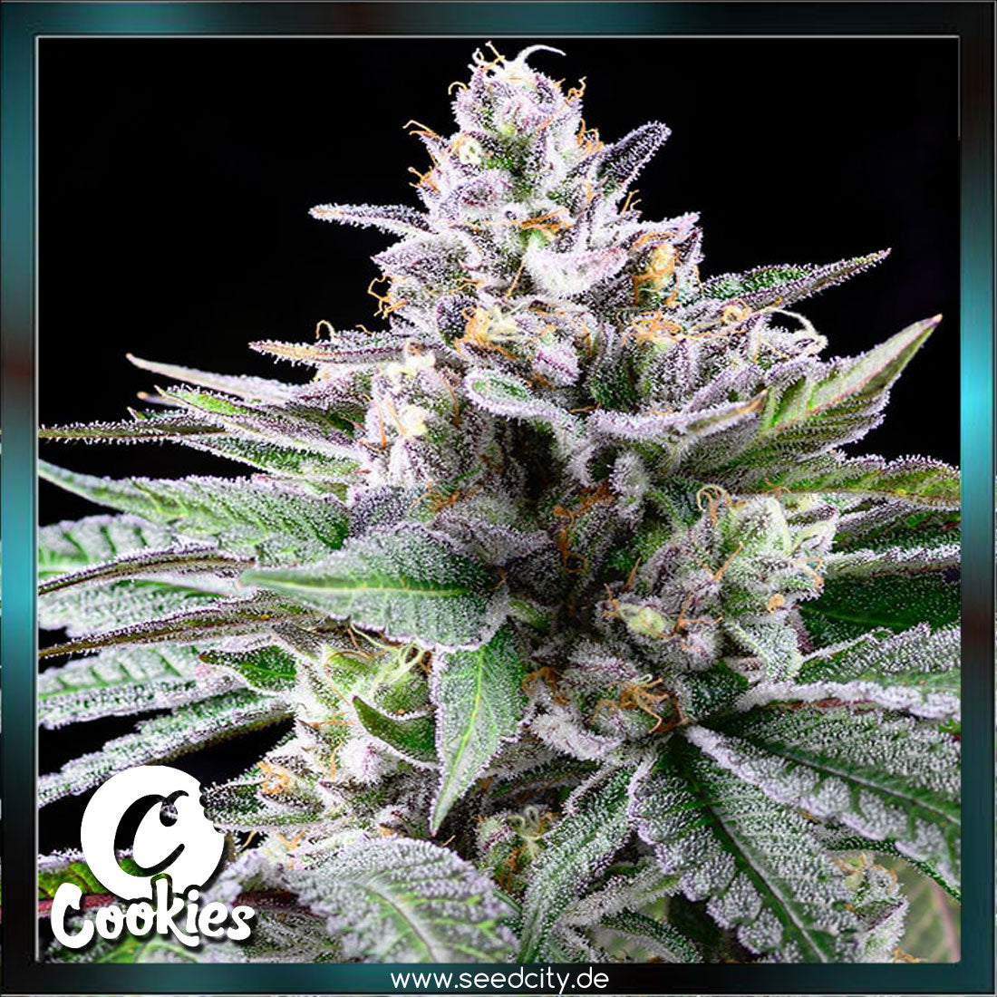 Cookies - SUNSETZ - feminized