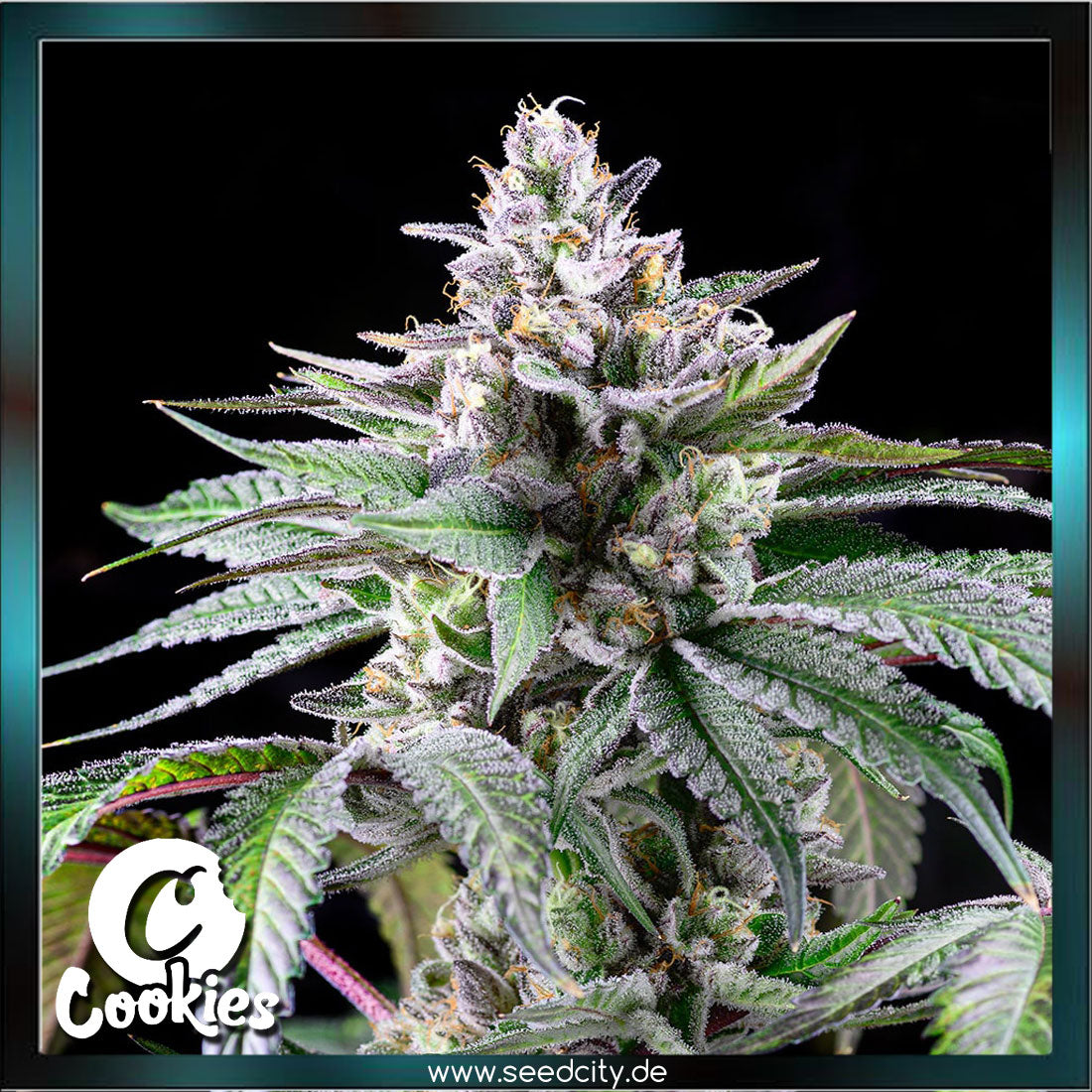 Cookies - SUNSETZ - feminized