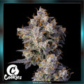 Cookies - CHERRY ZELATO - feminized