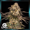 Cookies - CHERRY FRITTER - feminized