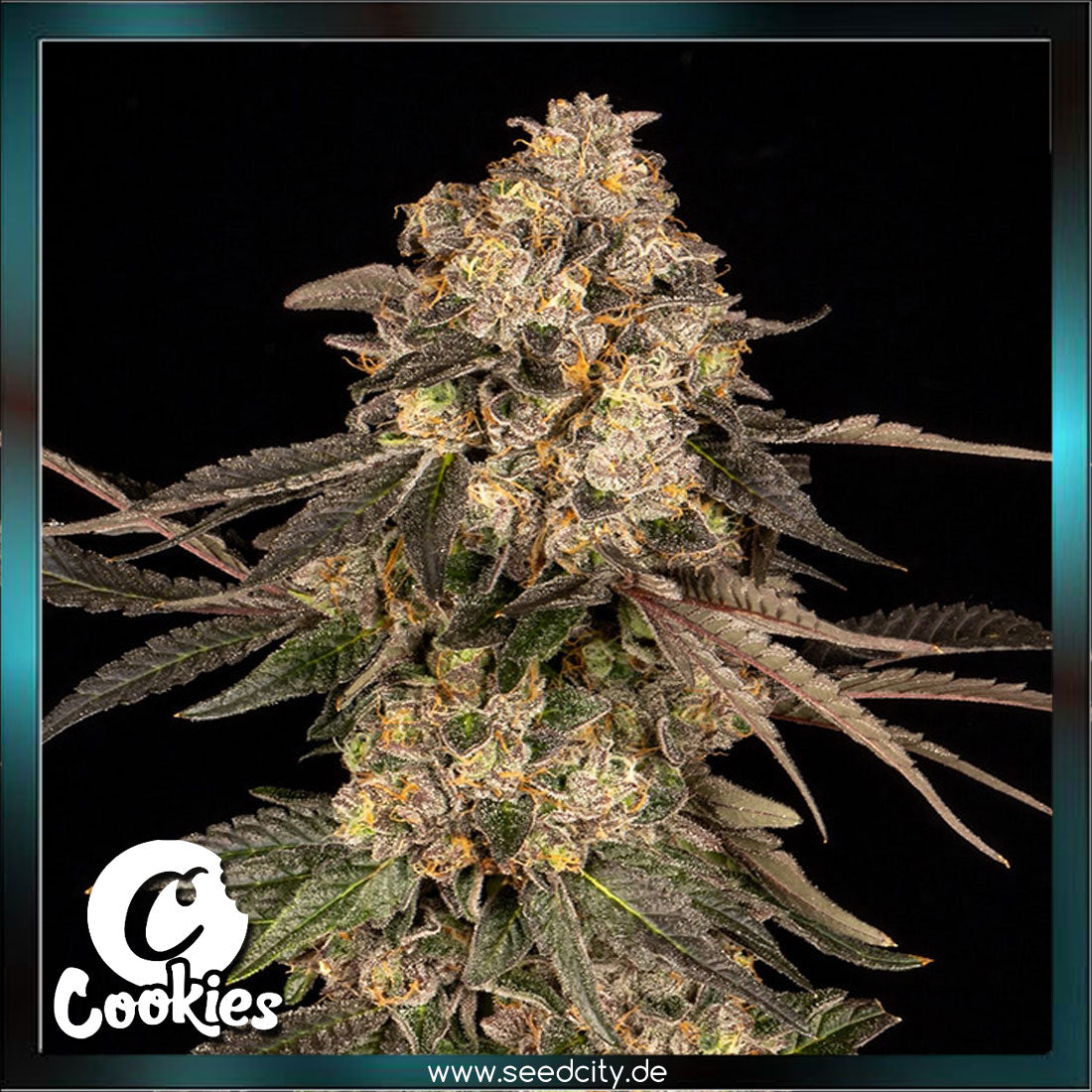 Cookies - CHERRY FRITTER - feminized