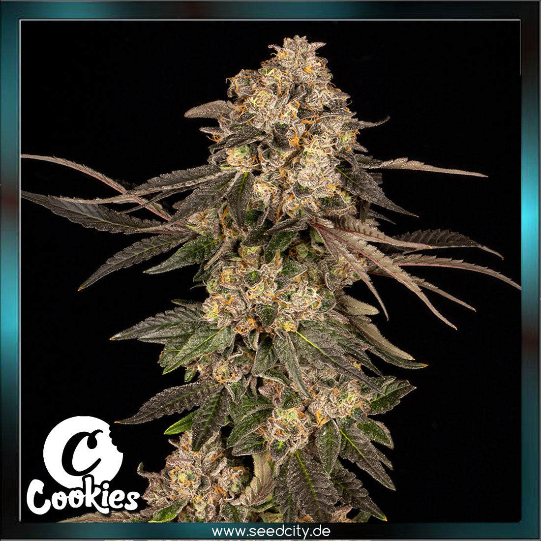 Cookies - CHERRY FRITTER - feminized