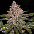 Ripper Seeds - RADICAL JUICE - feminized
