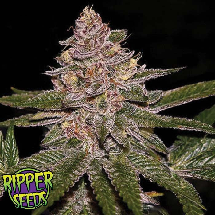Ripper Seeds - RADICAL JUICE - feminized