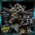 Ripper Seeds - ZOMBIE KUSH - feminized