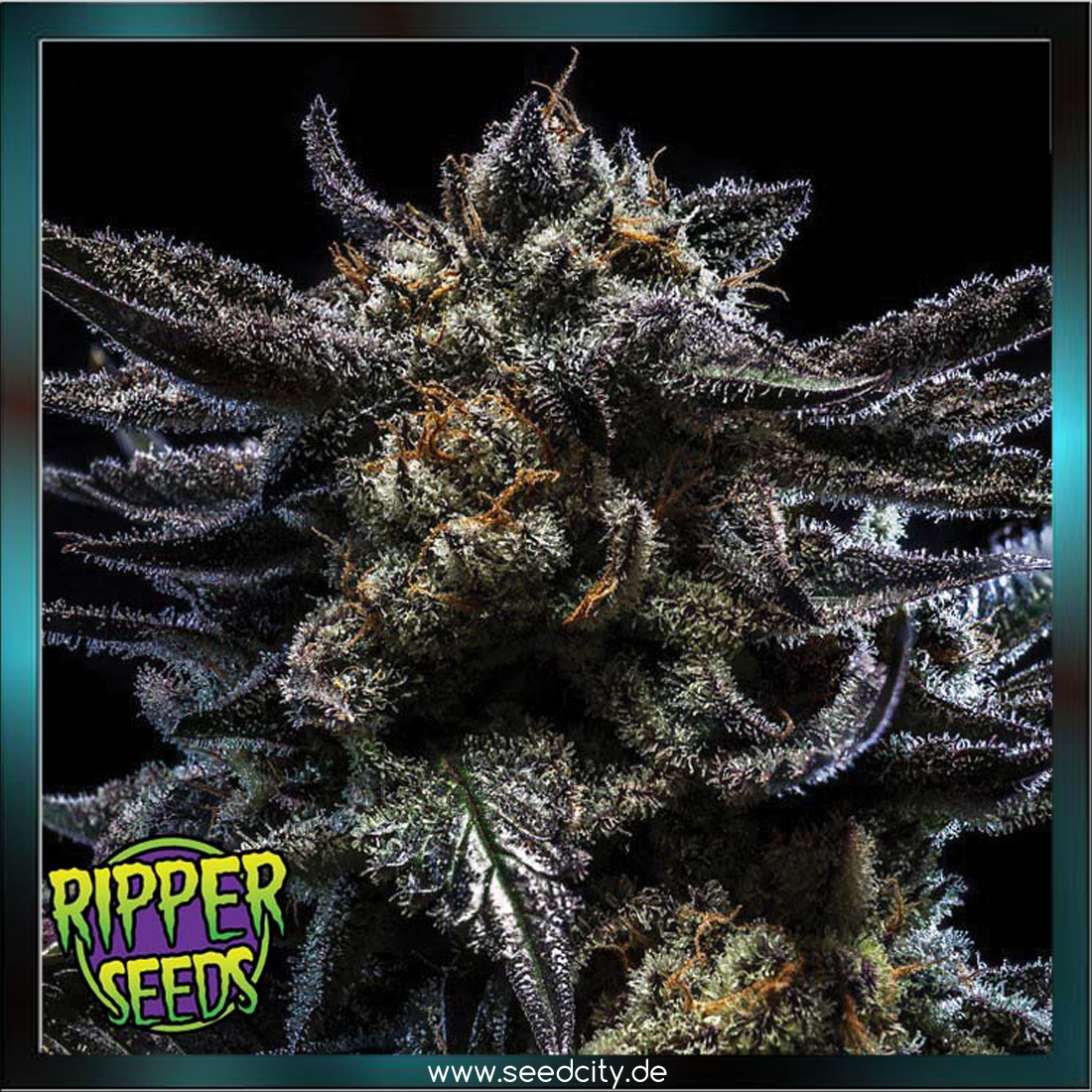 Ripper Seeds - ZOMBIE KUSH - feminized