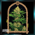 Exotic Seed - TANGERINE KUSH - feminized