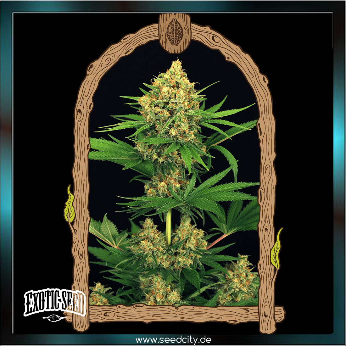 Exotic Seed - TANGERINE KUSH - feminized