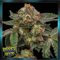 Ripper Seeds - ZAKE - feminized