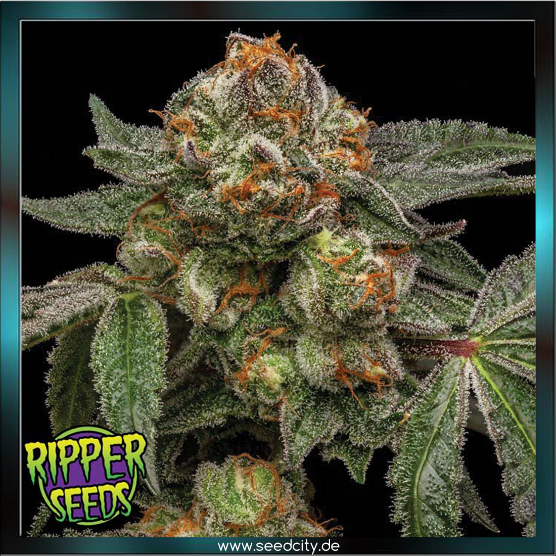 Ripper Seeds - ZAKE - feminized