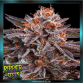 Ripper Seeds - K-MINTZ - Automatic