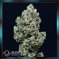 Silent Seeds - CRITICAL + 2.0  - Automatic
